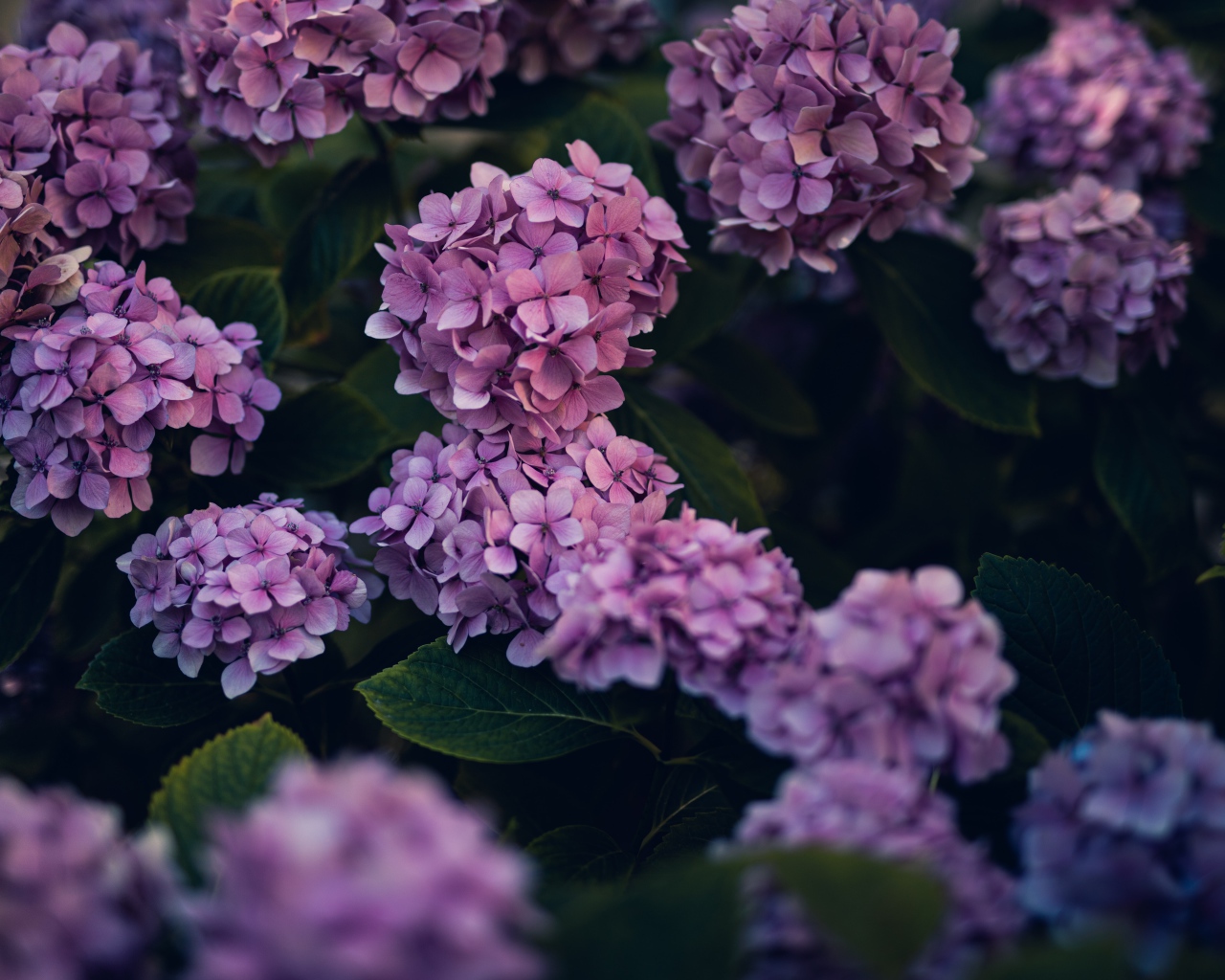 Сиреневые цветы гортензии в саду