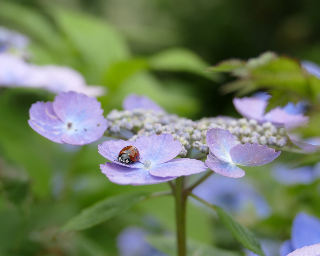 Сиреневые цветы гортензии с божьей коровкой 