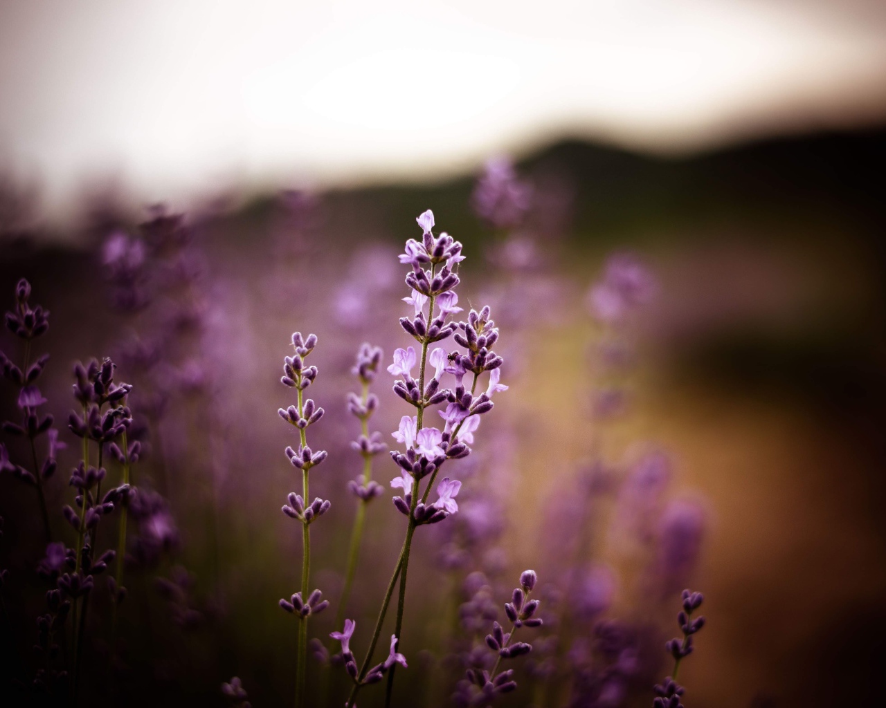 Сиреневые цветы лаванды крупным планом 