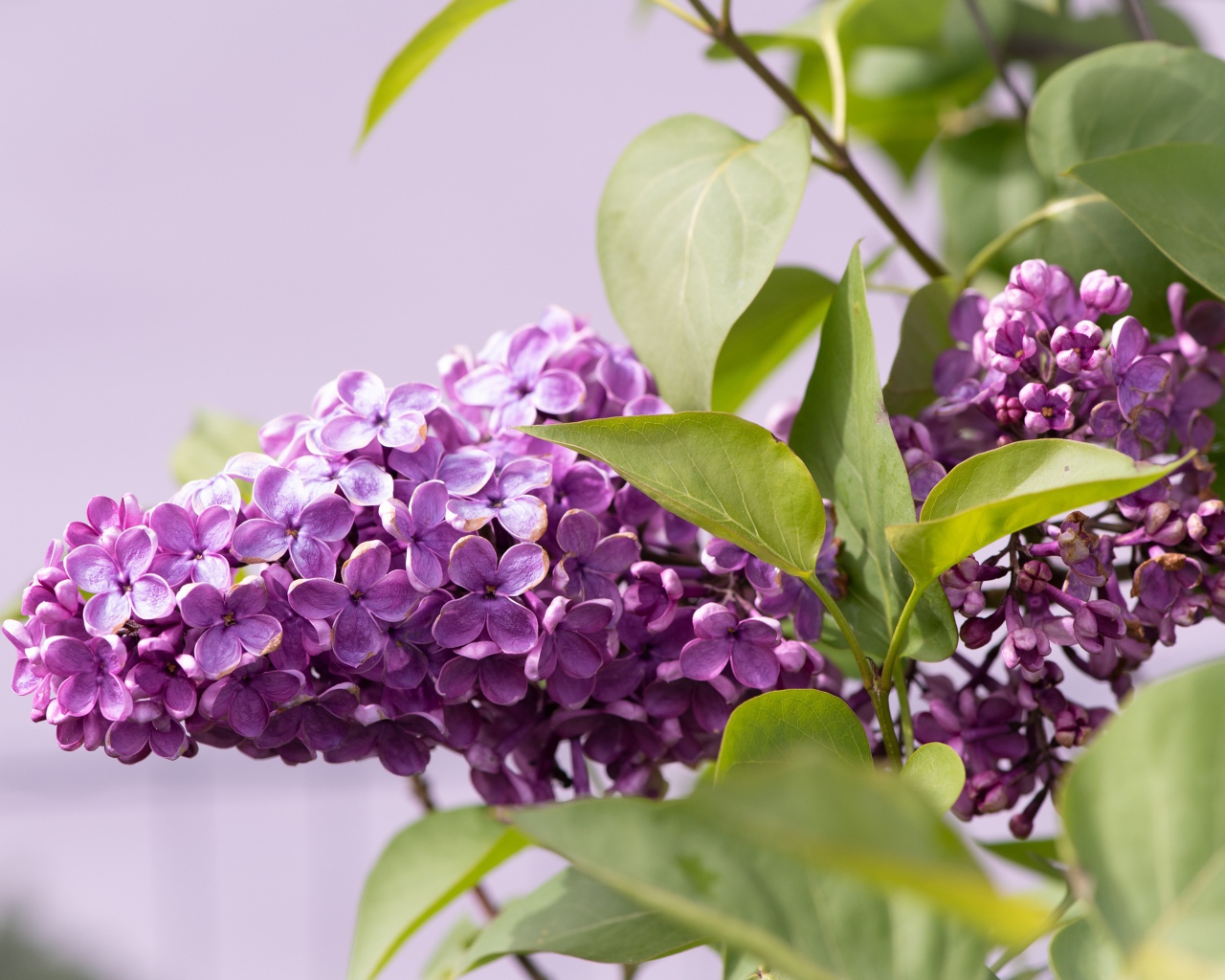 Сиреневые цветы сирени в зеленых листьях крупным планом