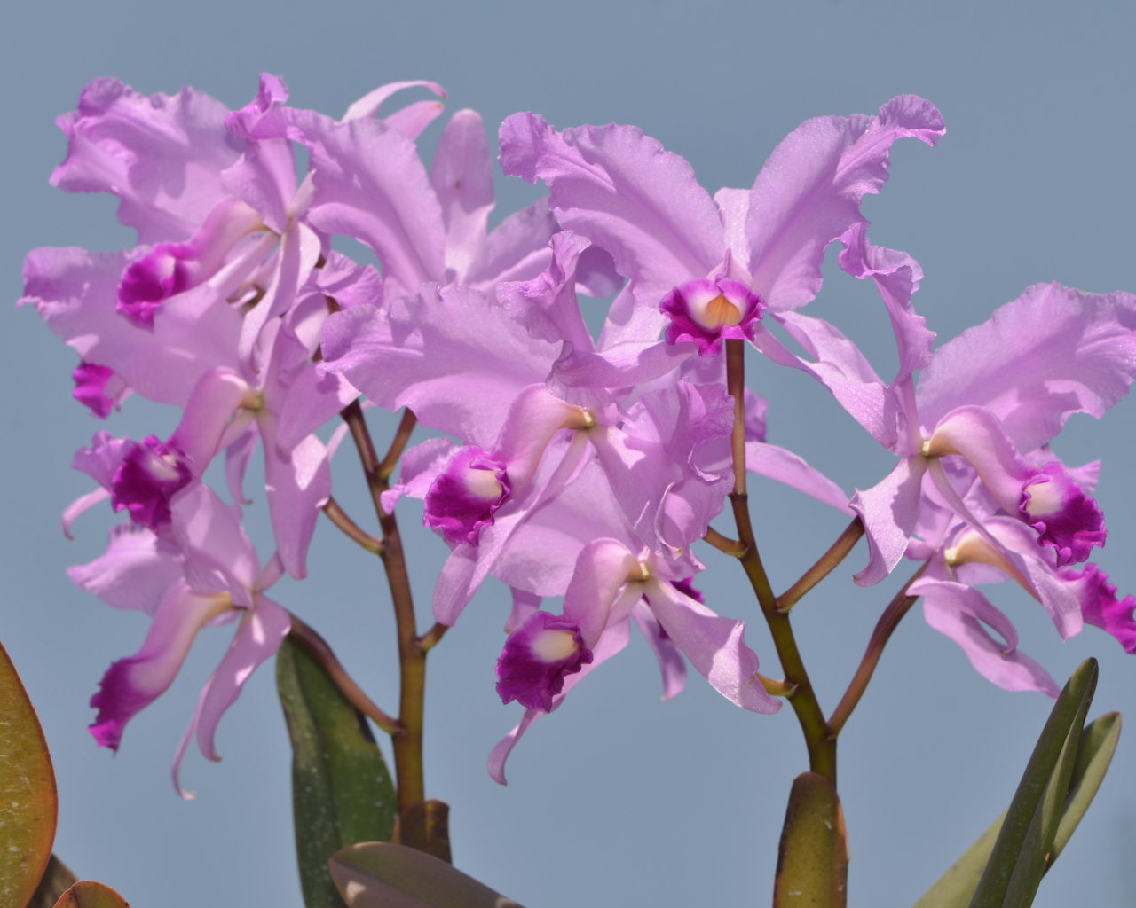 Сиреневые орхидеи на голубом фоне