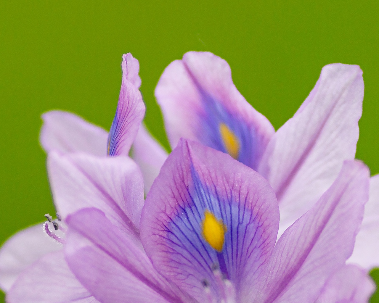 Сиреневые лепестки цветка ириса на зеленом фоне 