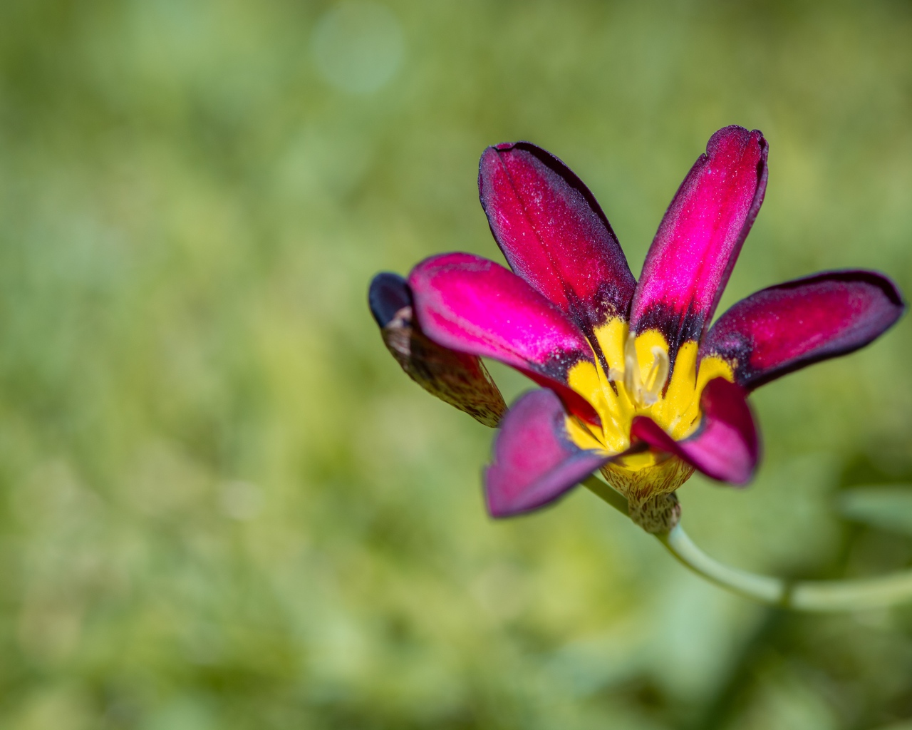 Сиреневый цветок спараксис  крупным планом
