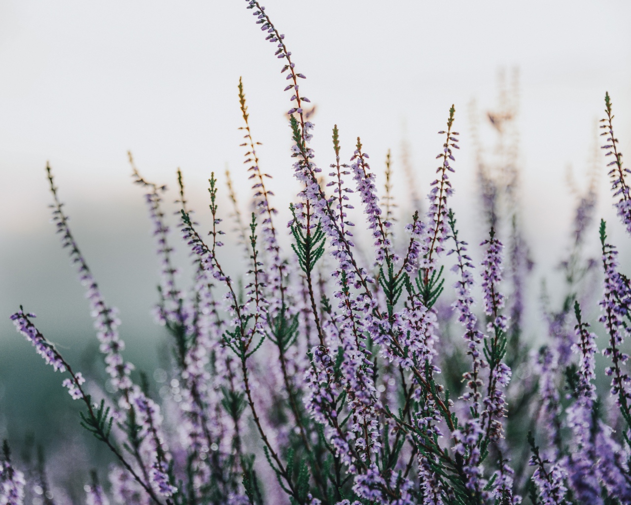 Сиреневые полевые цветы крупным планом