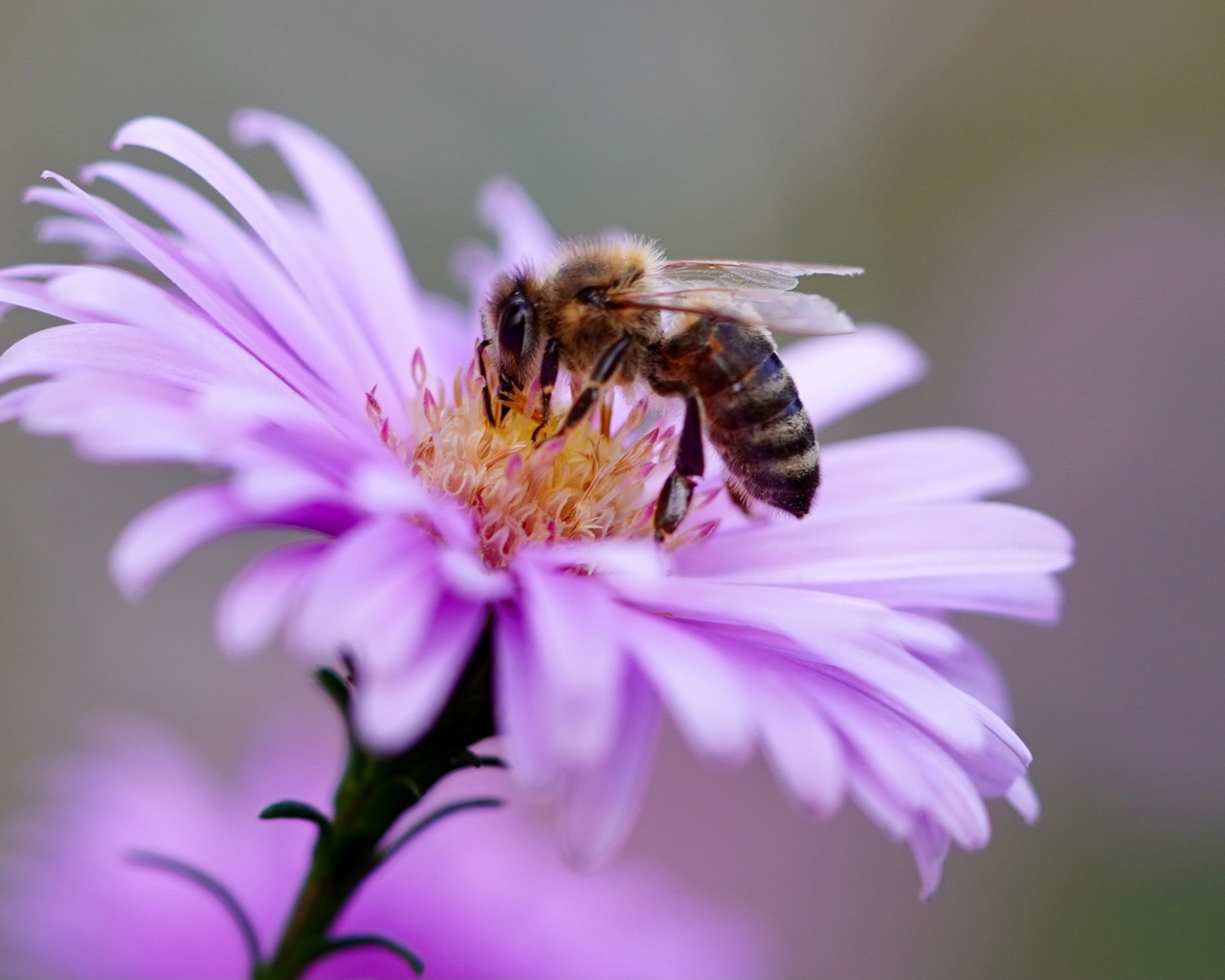 Маленькая пчела сидит на розовом цветке 