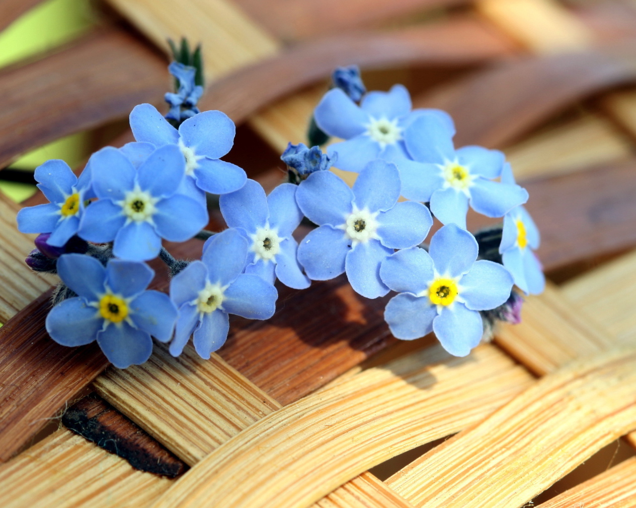 Маленькие синие цветы незабудки лежат на плетеной корзине
