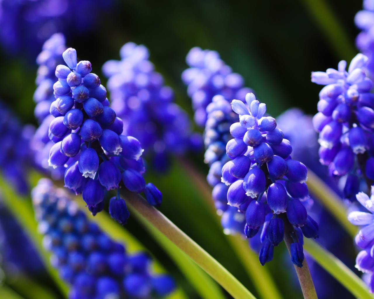 Маленькие синие цветы мускари в лучах солнца