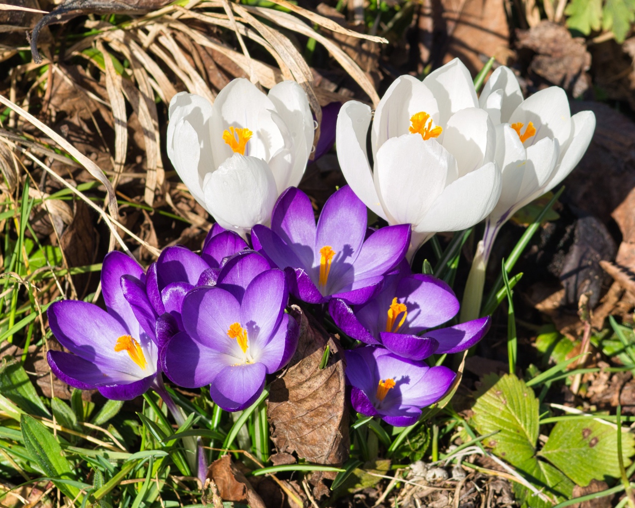 Маленькие сиреневые и белые крокусы в траве 