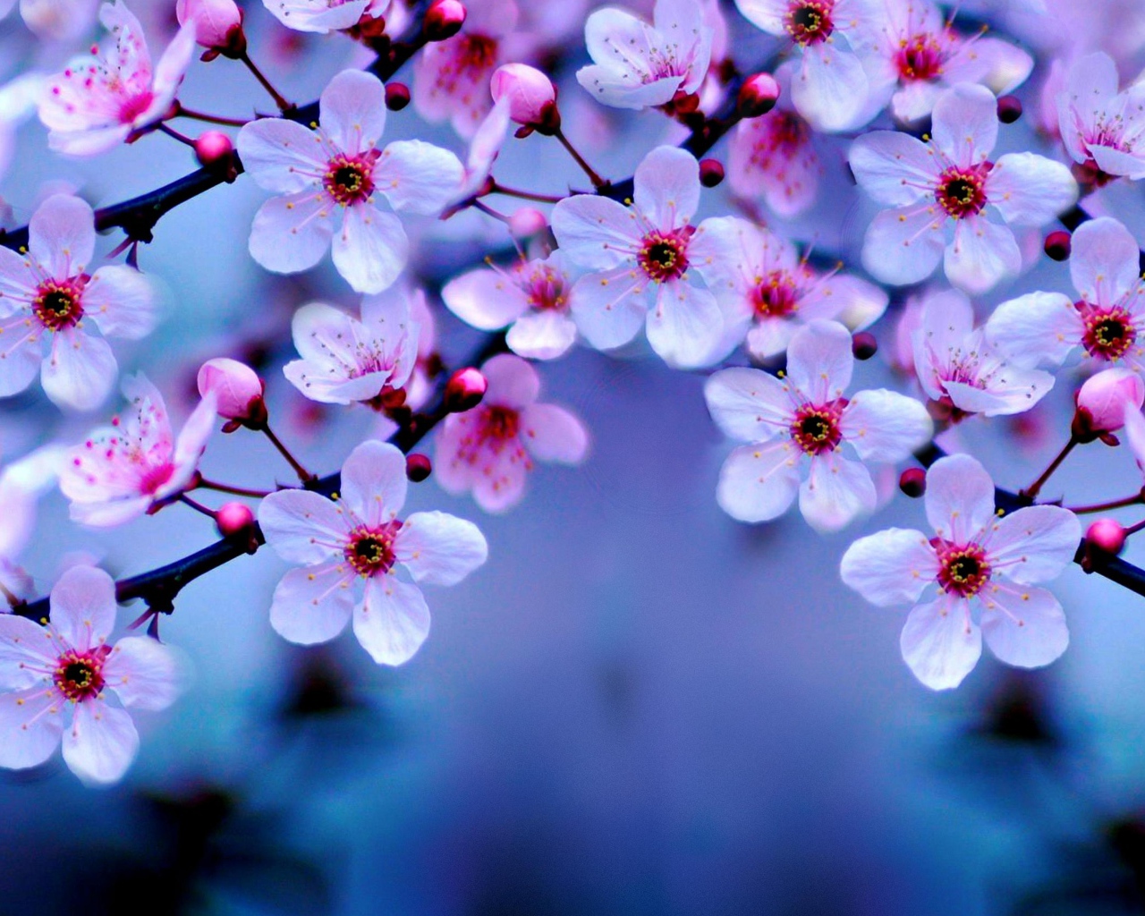 Маленькие розовые цветы на ветке дерева весной 