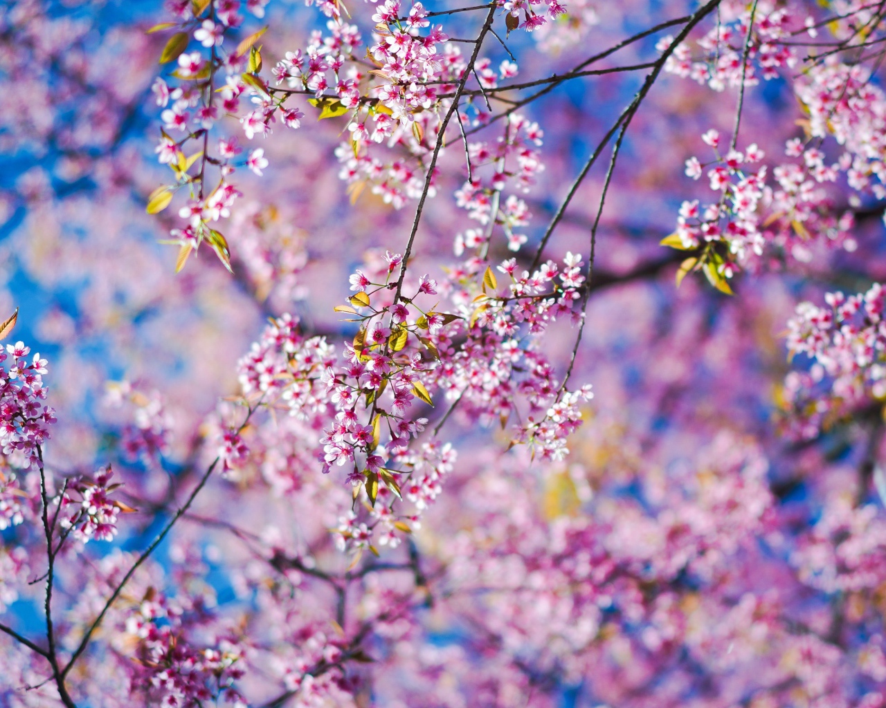 Маленькие розовые цветы сакуры на ветках в лучах солнца