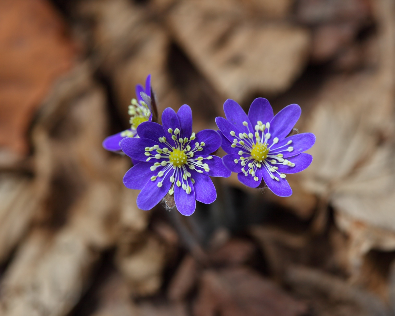 Маленькие фиолетовые цветы печёночница