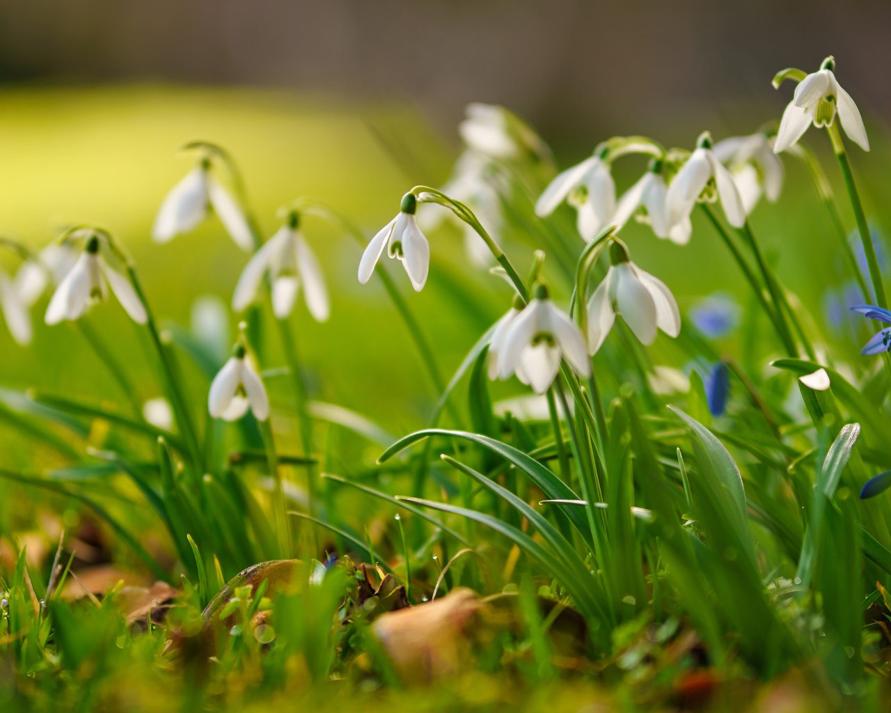 Маленькие белые подснежники  на траве