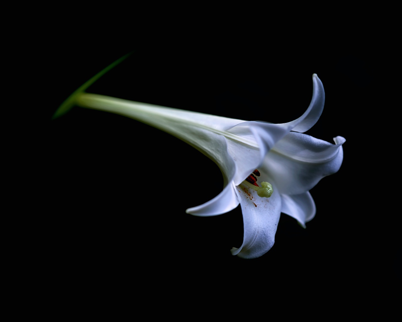 Одинокий бутон белой лилии на черном фоне