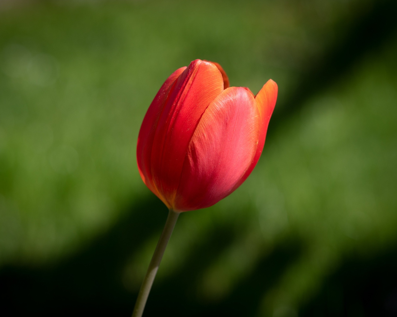 Одинокий красный тюльпан на зеленом фоне