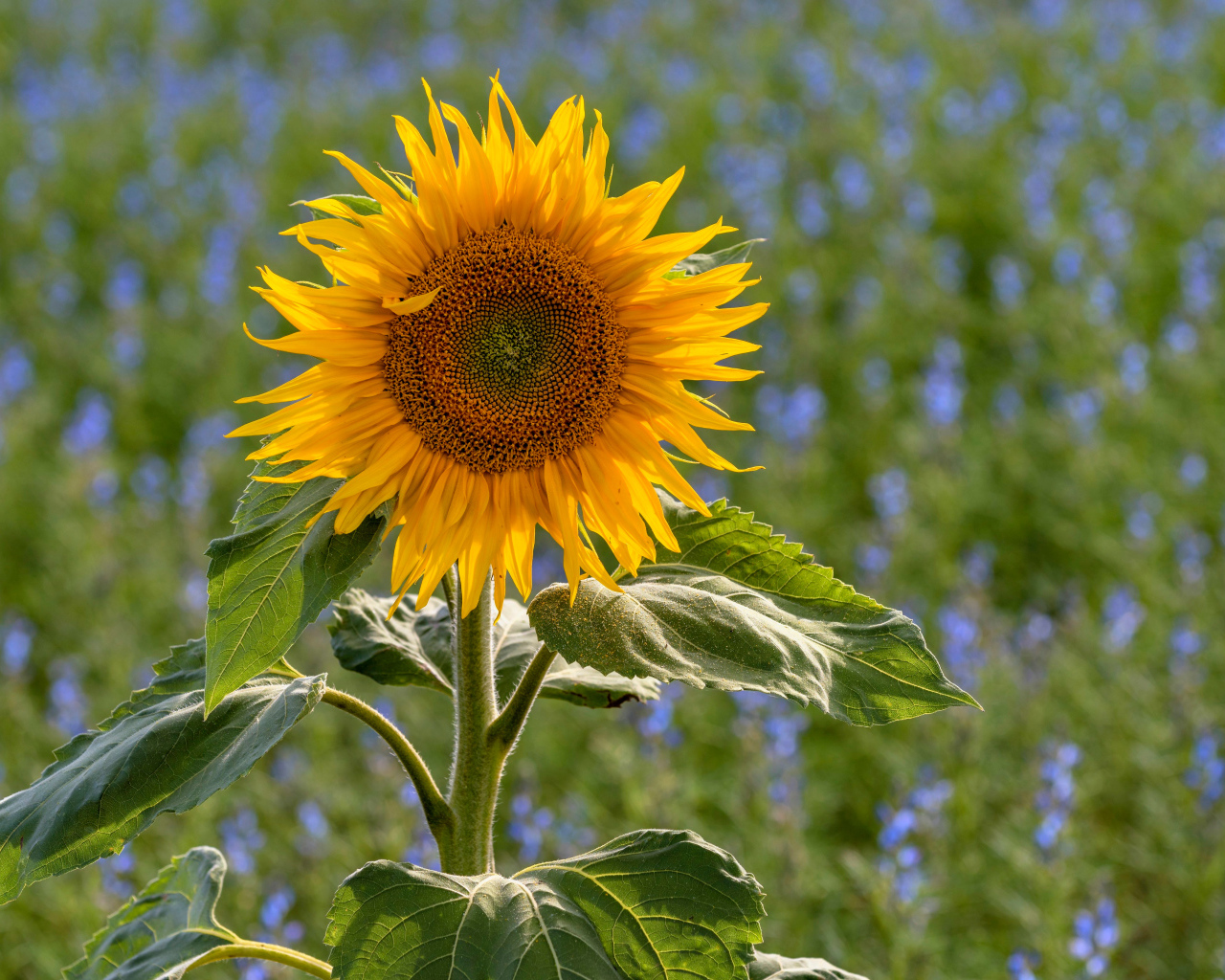 Одинокий подсолнух на поле с голубыми цветами