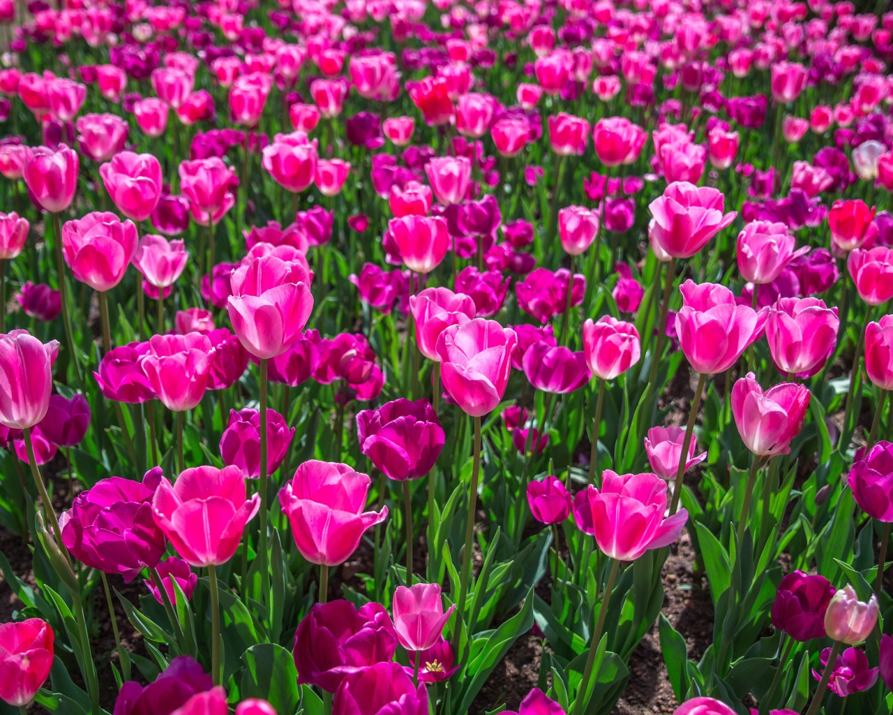 Много красивых розовых тюльпанов на клумбе весной 