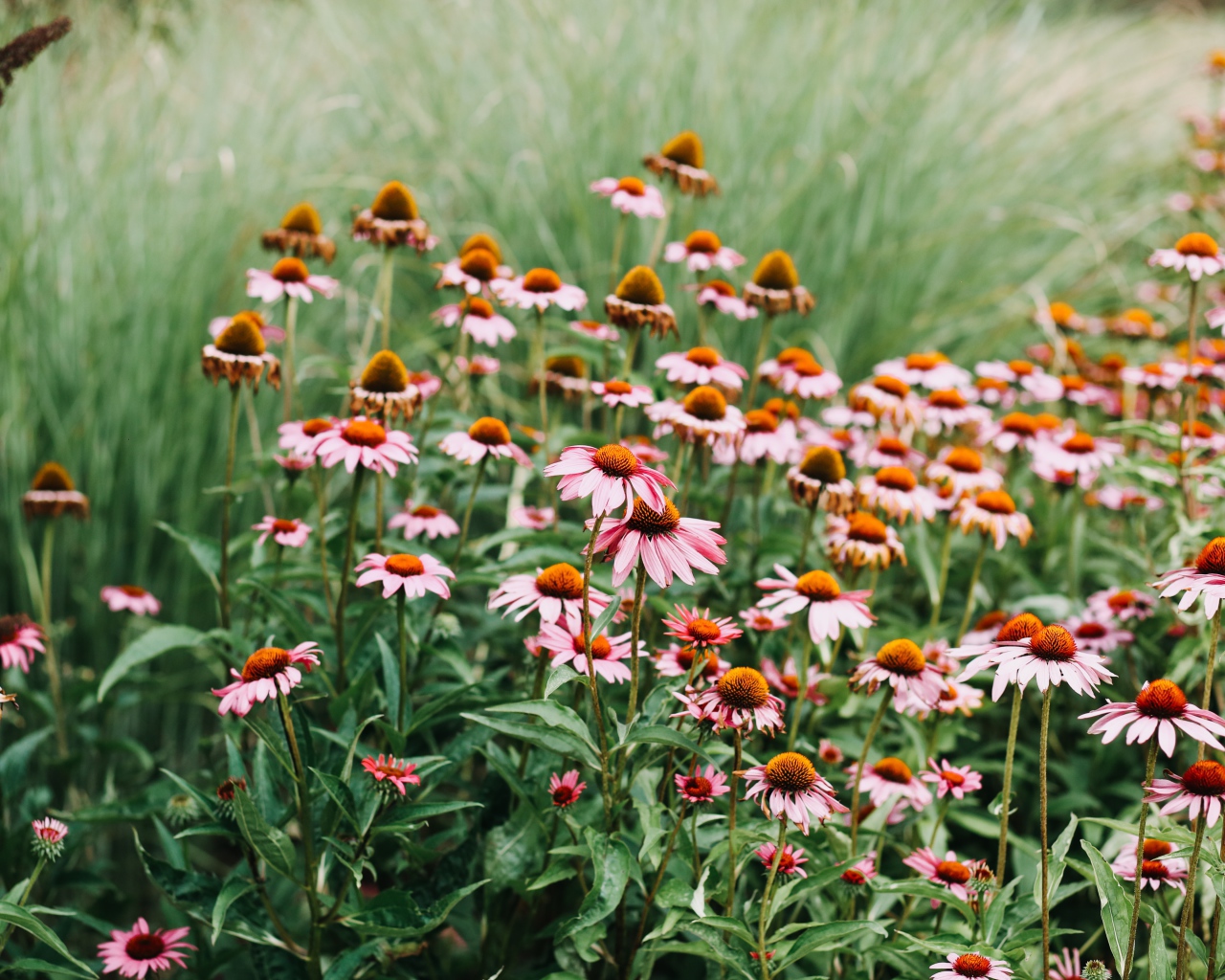 Много розовых цветов эхинацеи 