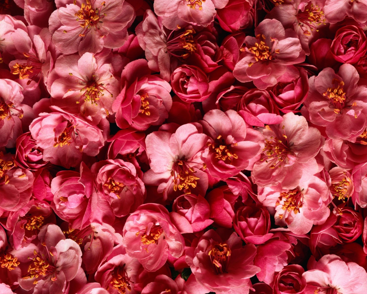 Много розовых цветов крупным планом 