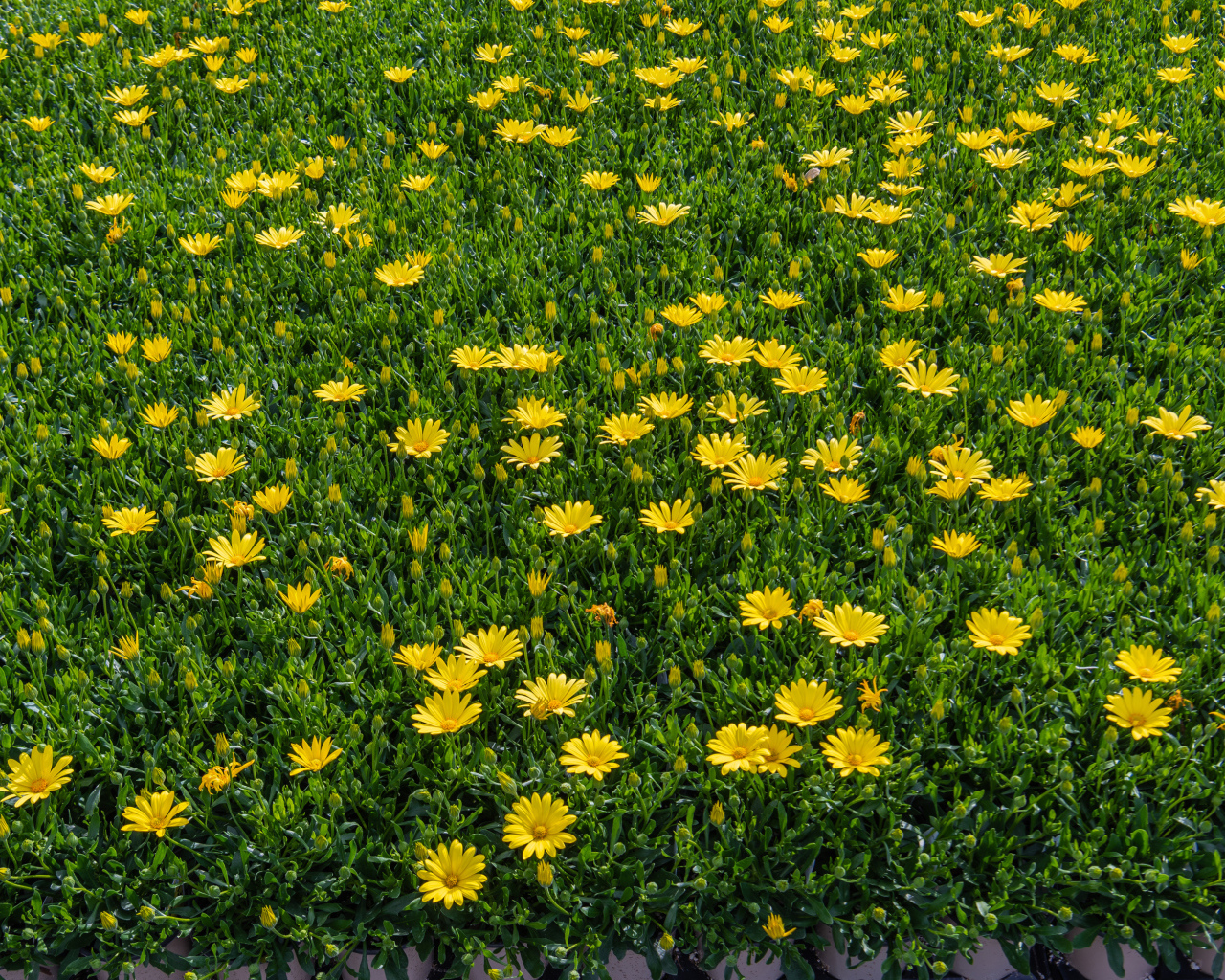 Много мелких желтых цветов крупным планом