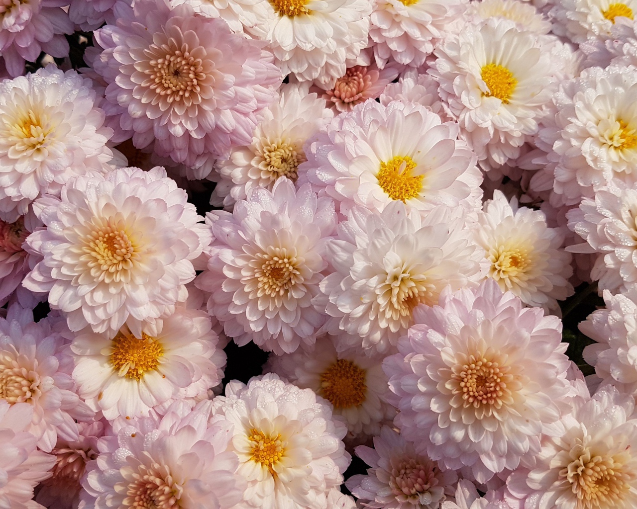 Много белых цветов хризантемы крупным планом