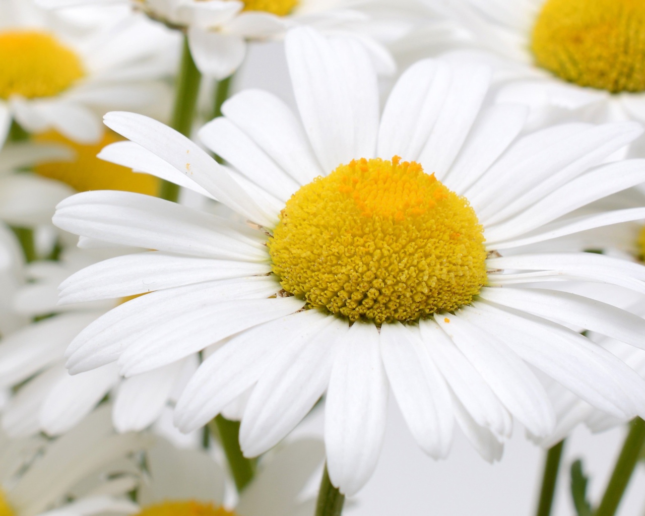 Много белых ромашек с желтой серединкой крупным планом
