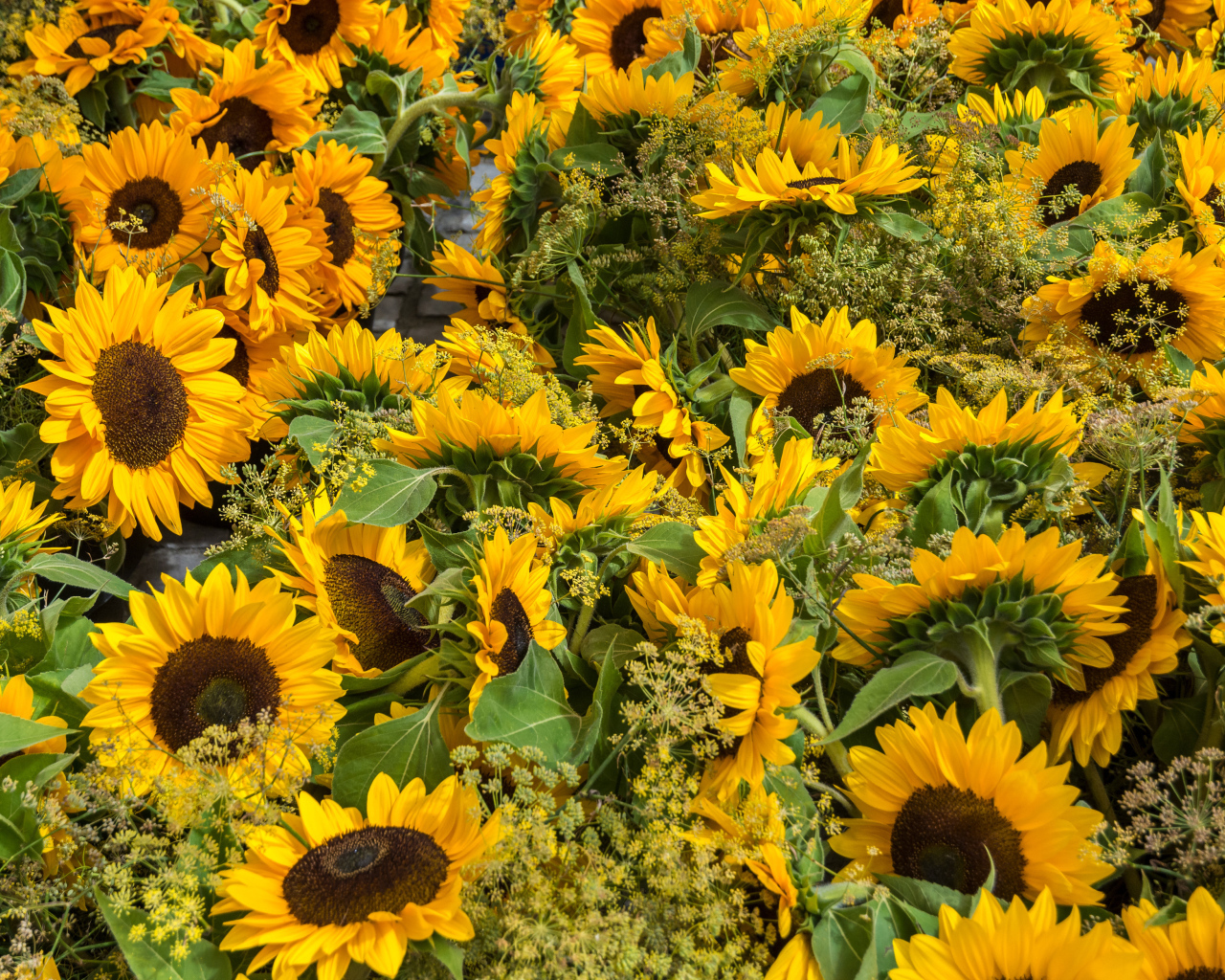 Много желтых цветущих подсолнухов