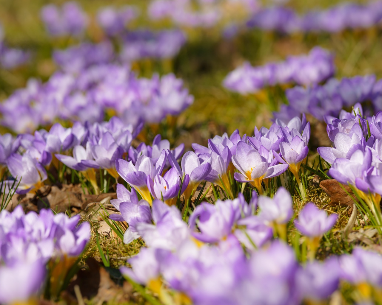 Много красивых сиреневых цветов крокуса на поляне