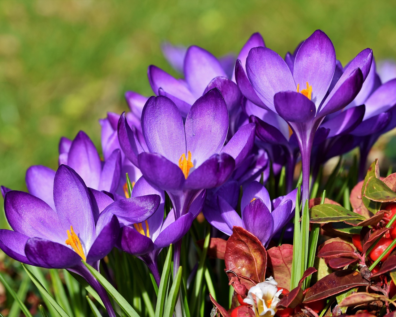 Много красивых сиреневых крокусов в лучах солнца