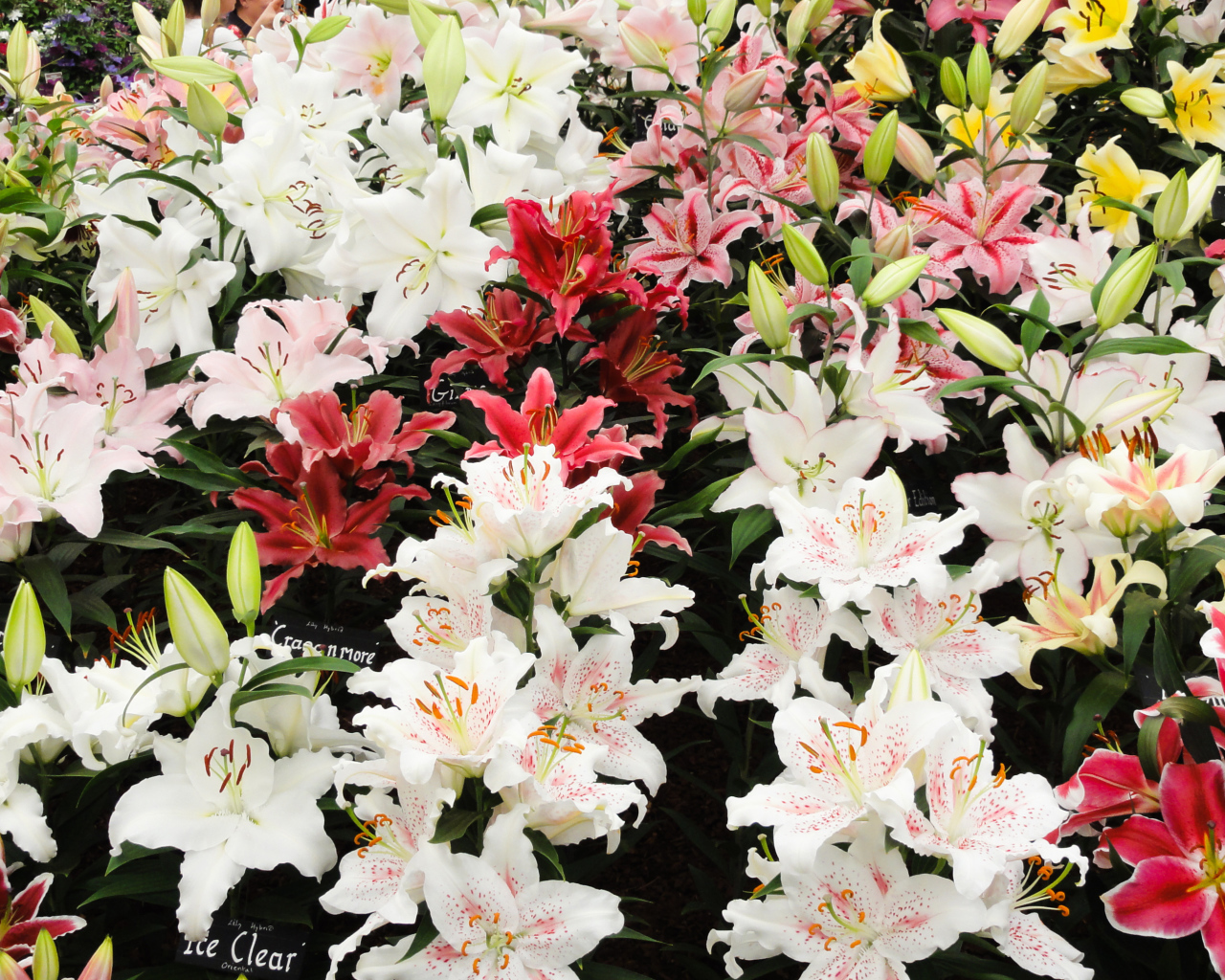 Много красивых разноцветных цветом лилии 