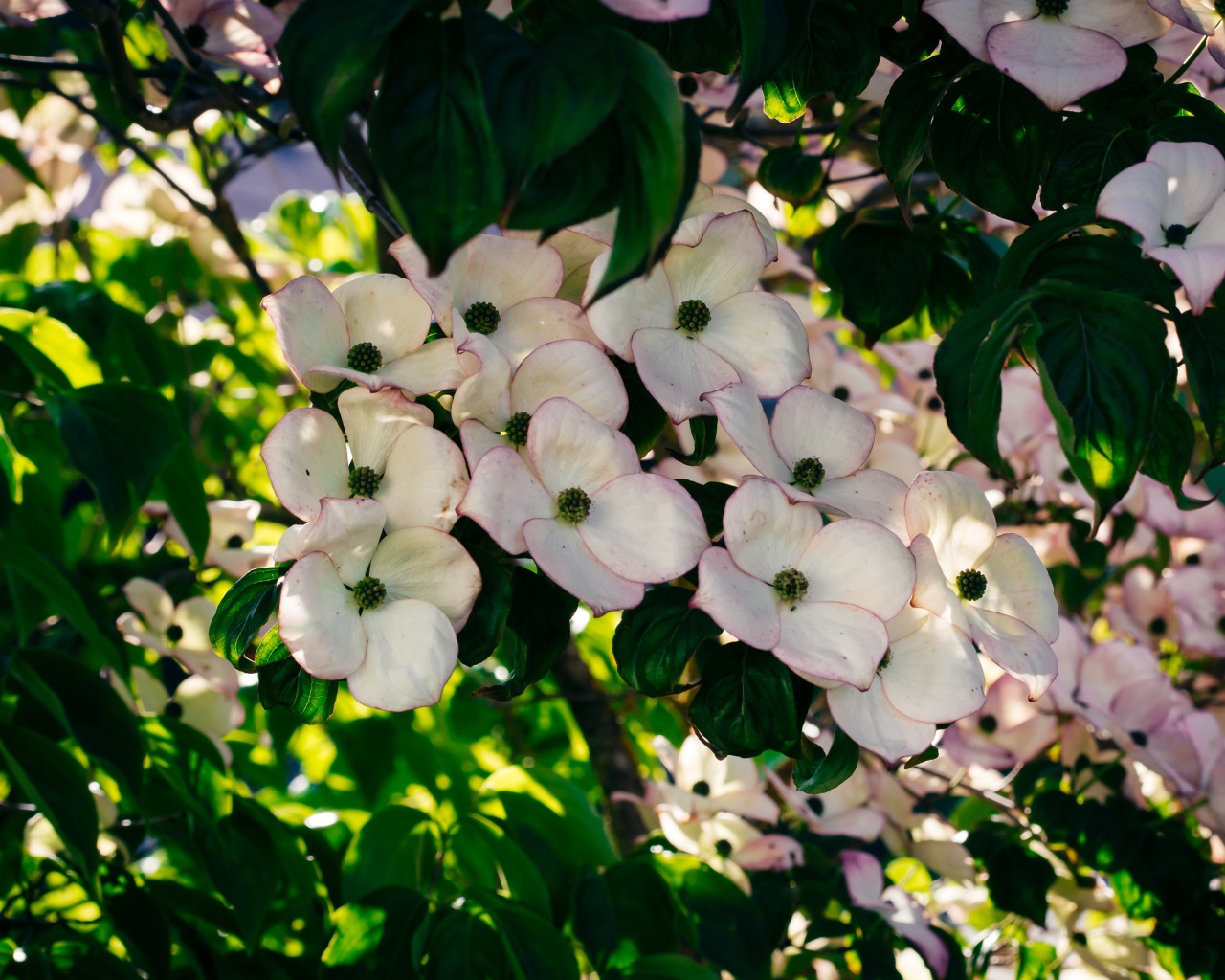 Много красивых розовых цветов на ветке дерева 