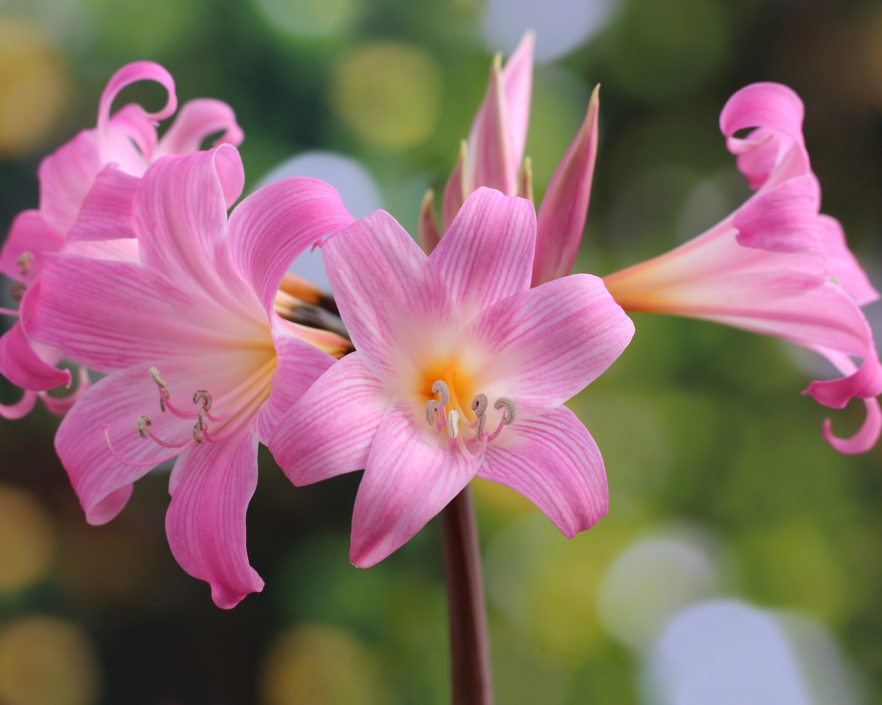 Много красивых розовых цветов лилии