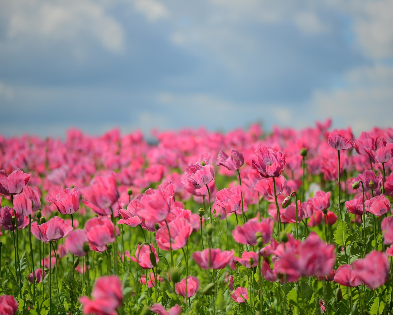 Много красивых розовых маков на поле