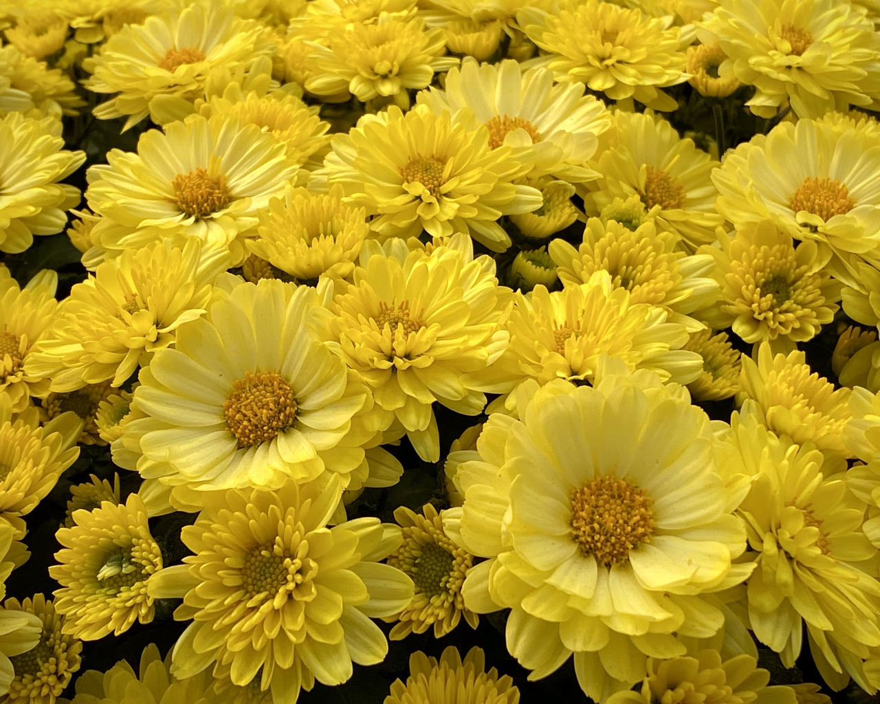 Много красивых желтых цветов хризантемы 