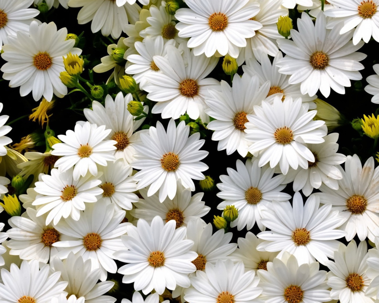 Много нежных белых цветов ромашковидной хризантемы крупным планом