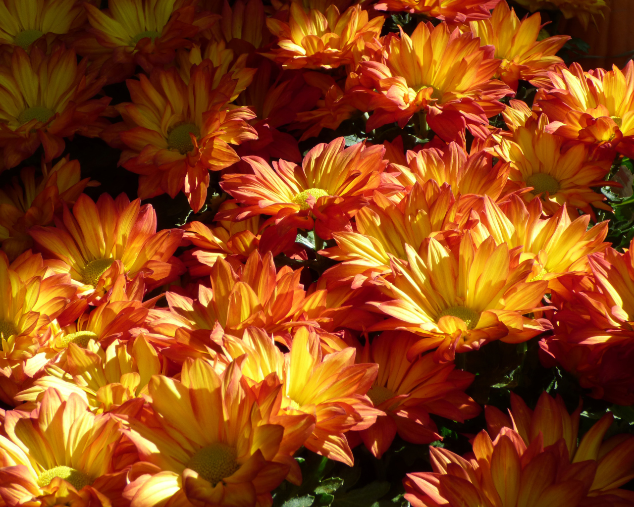 Много крупных оранжевых хризантем на клумбе