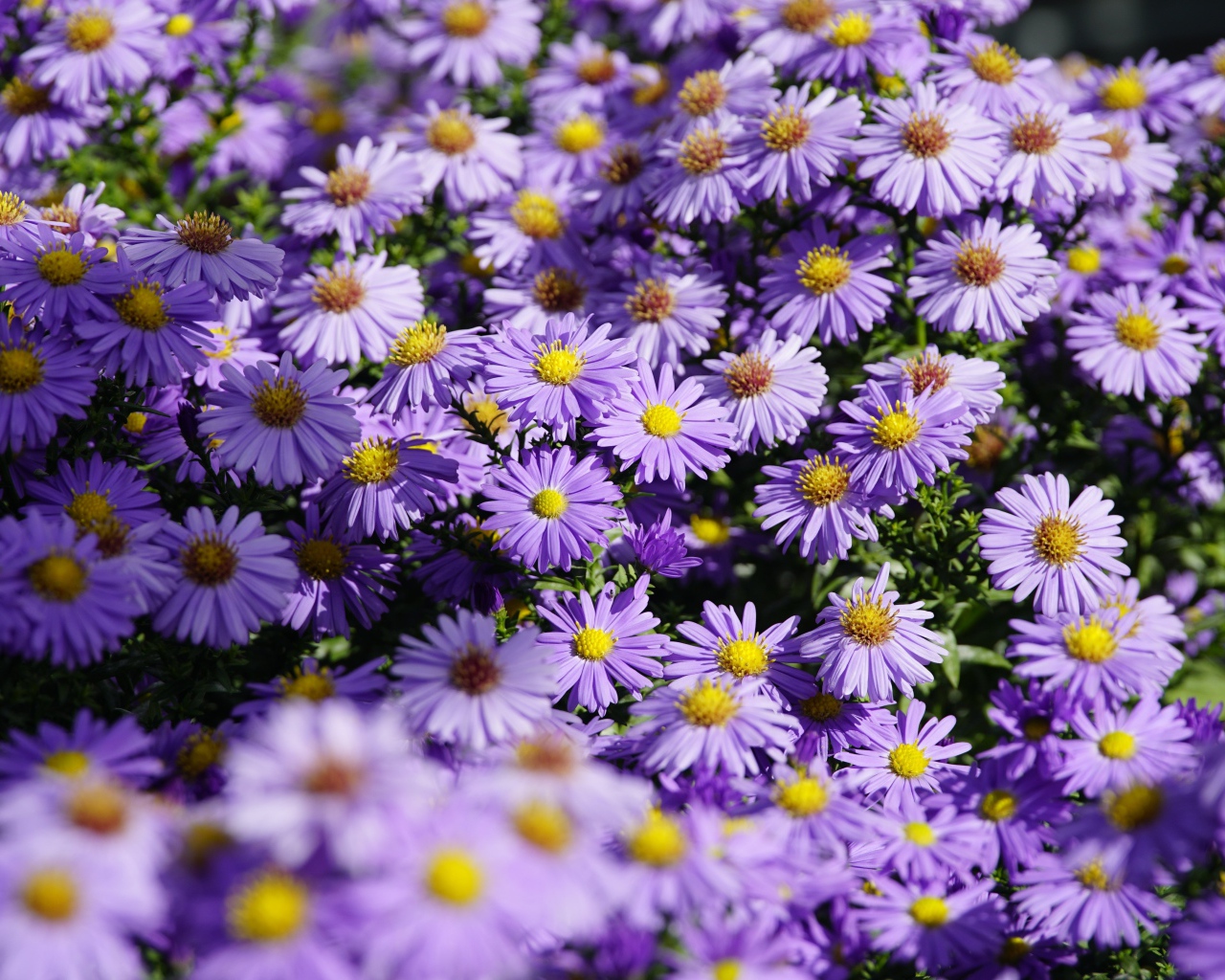 Много сиреневых цветов сентябринки в лучах солнца