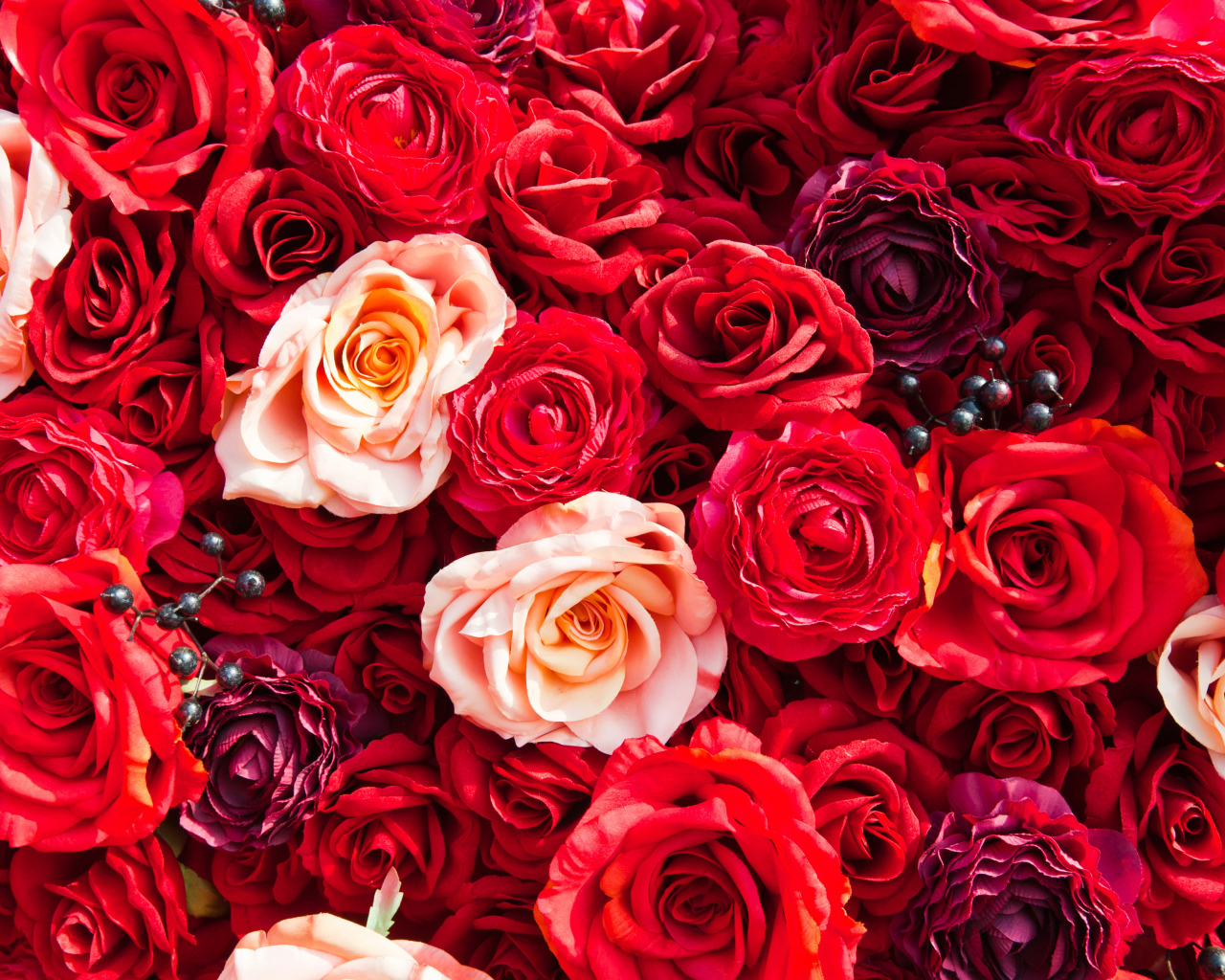 Много разноцветных красных роз вблизи