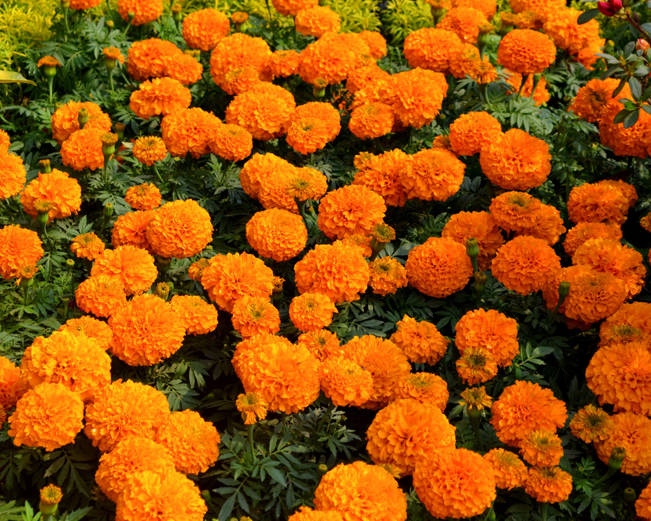 Много оранжевых цветов бархатцев крупным планом