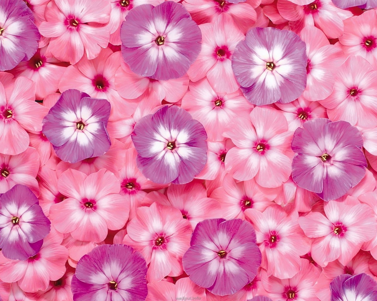 Много розовых цветов флоксы крупным планом