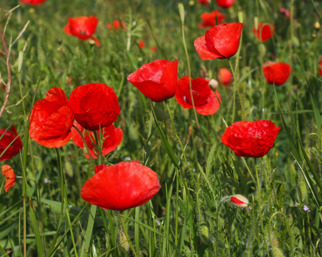 Много красных полевых маков с бутонами в зеленой траве