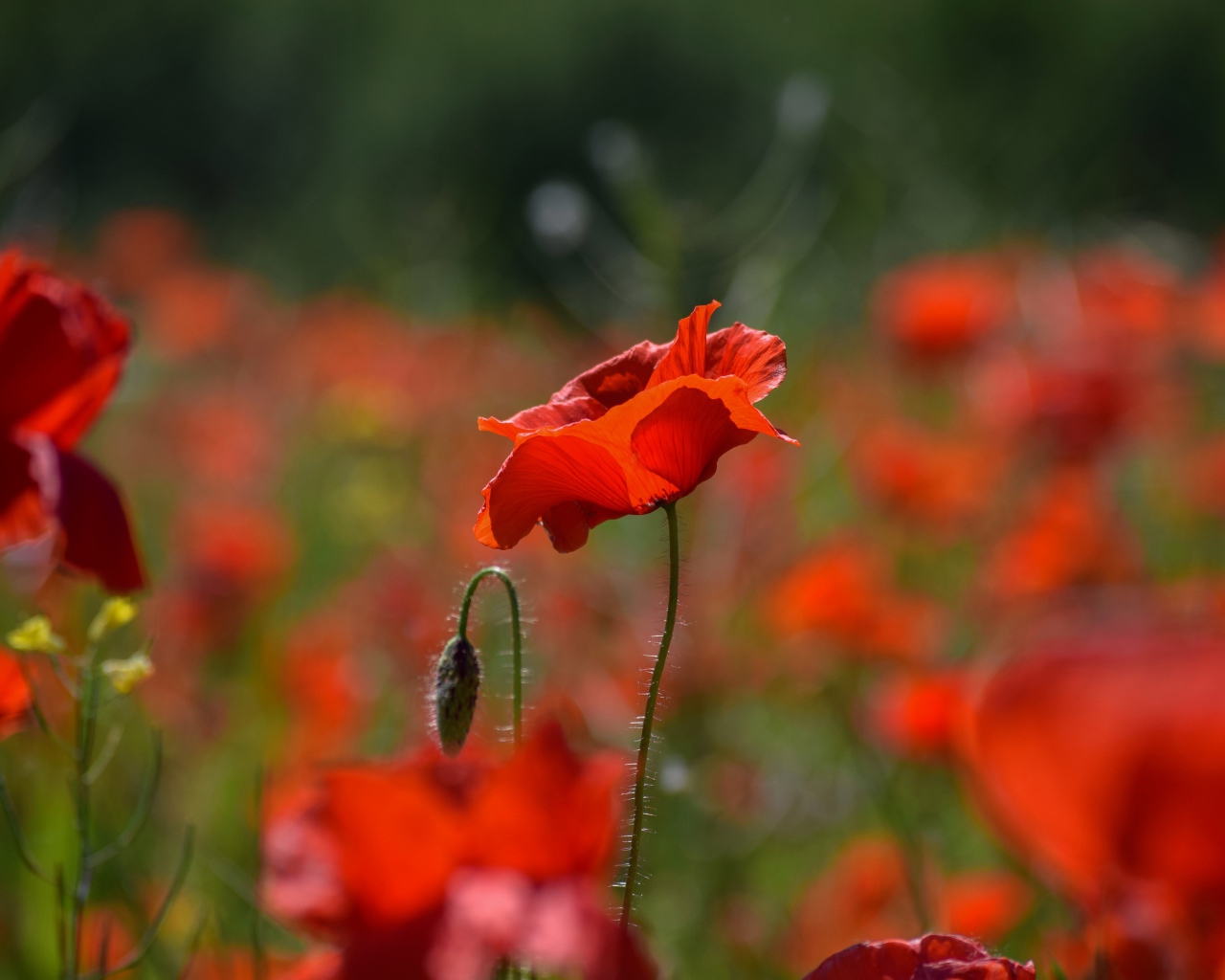 Много красных цветов мака с бутонами на поле 