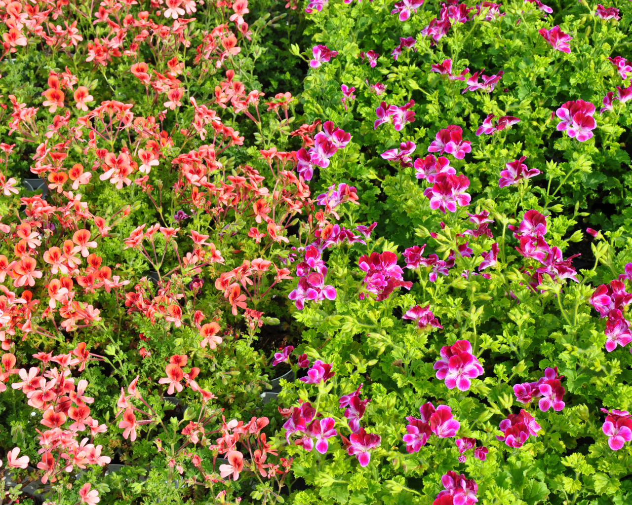 Много мелких цветов пеларгонии с зелеными листьями