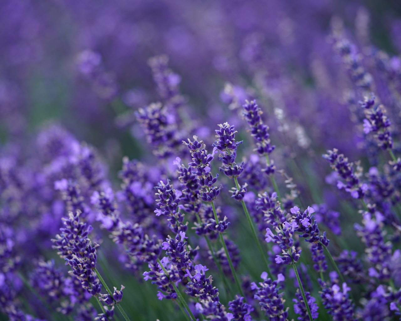 Много мелких цветов лаванды крупным планом