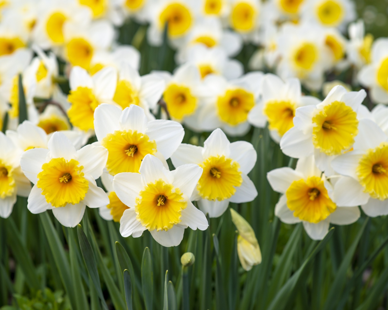 Много белых нарциссов с желтой серединкой на клумбе весной