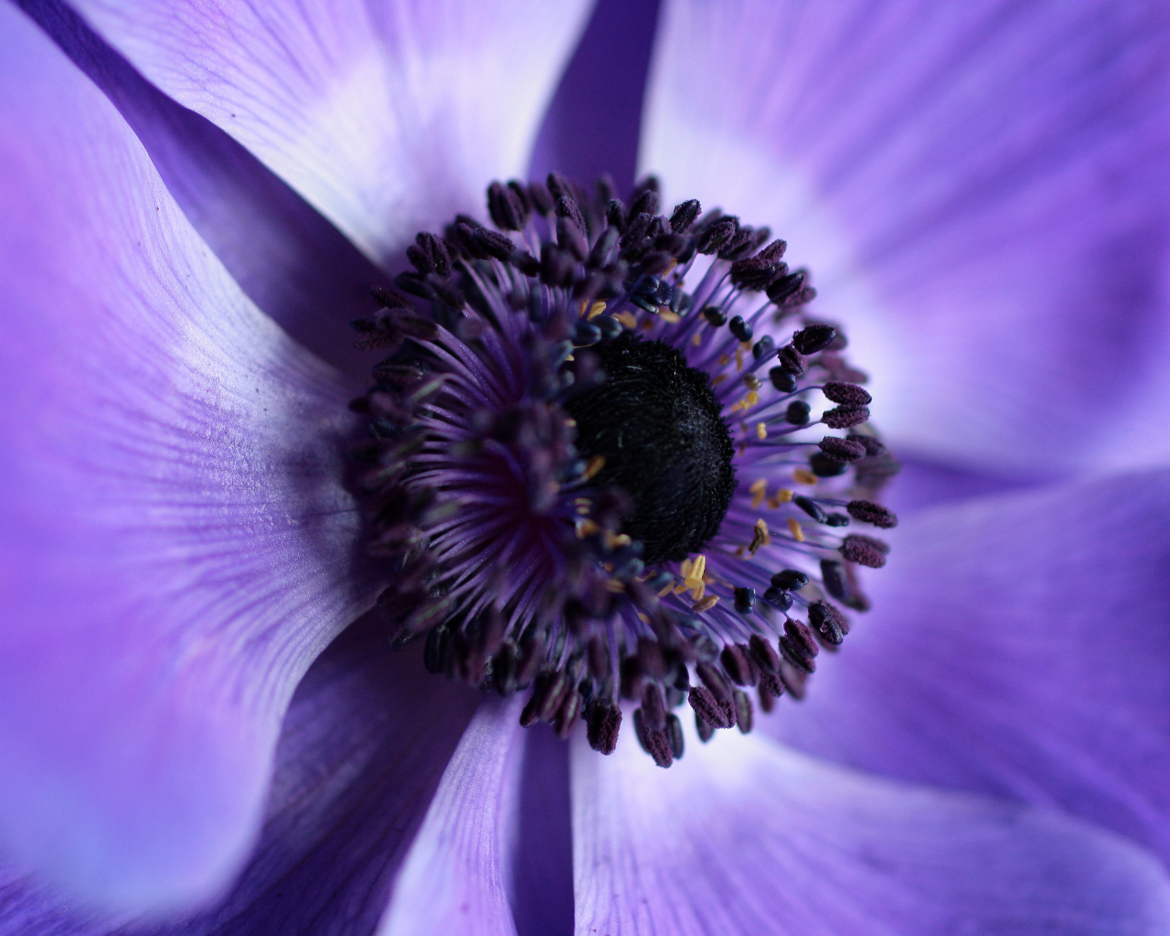 Середина фиолетового цветка анемоны 
