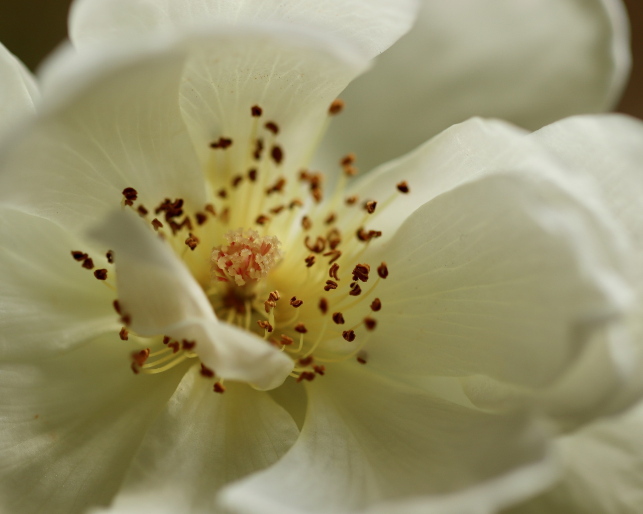 Серединка белого цветка крупным планом 