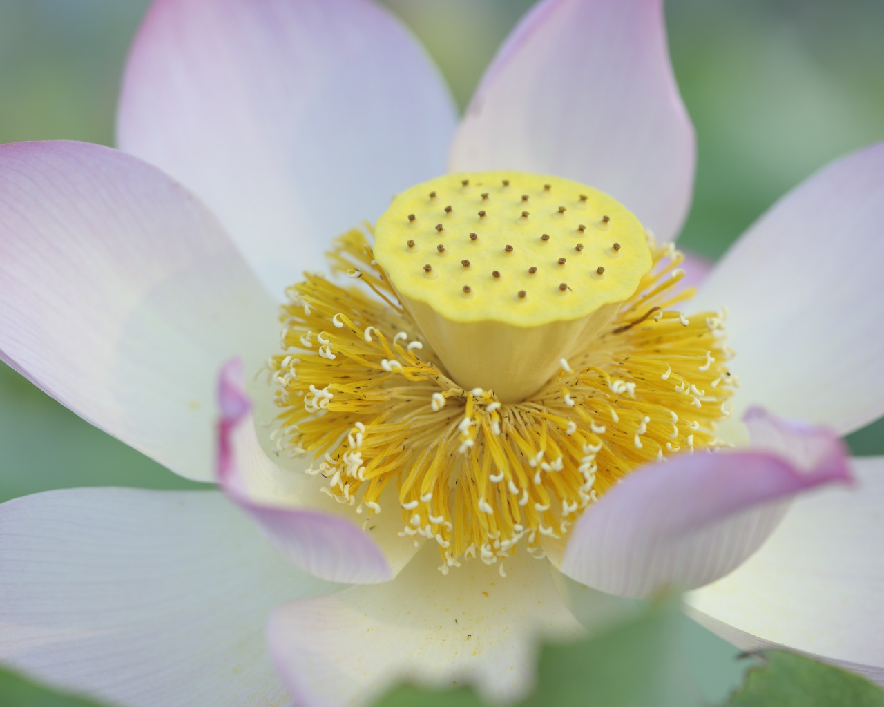 Серединка розового цветка лотоса 