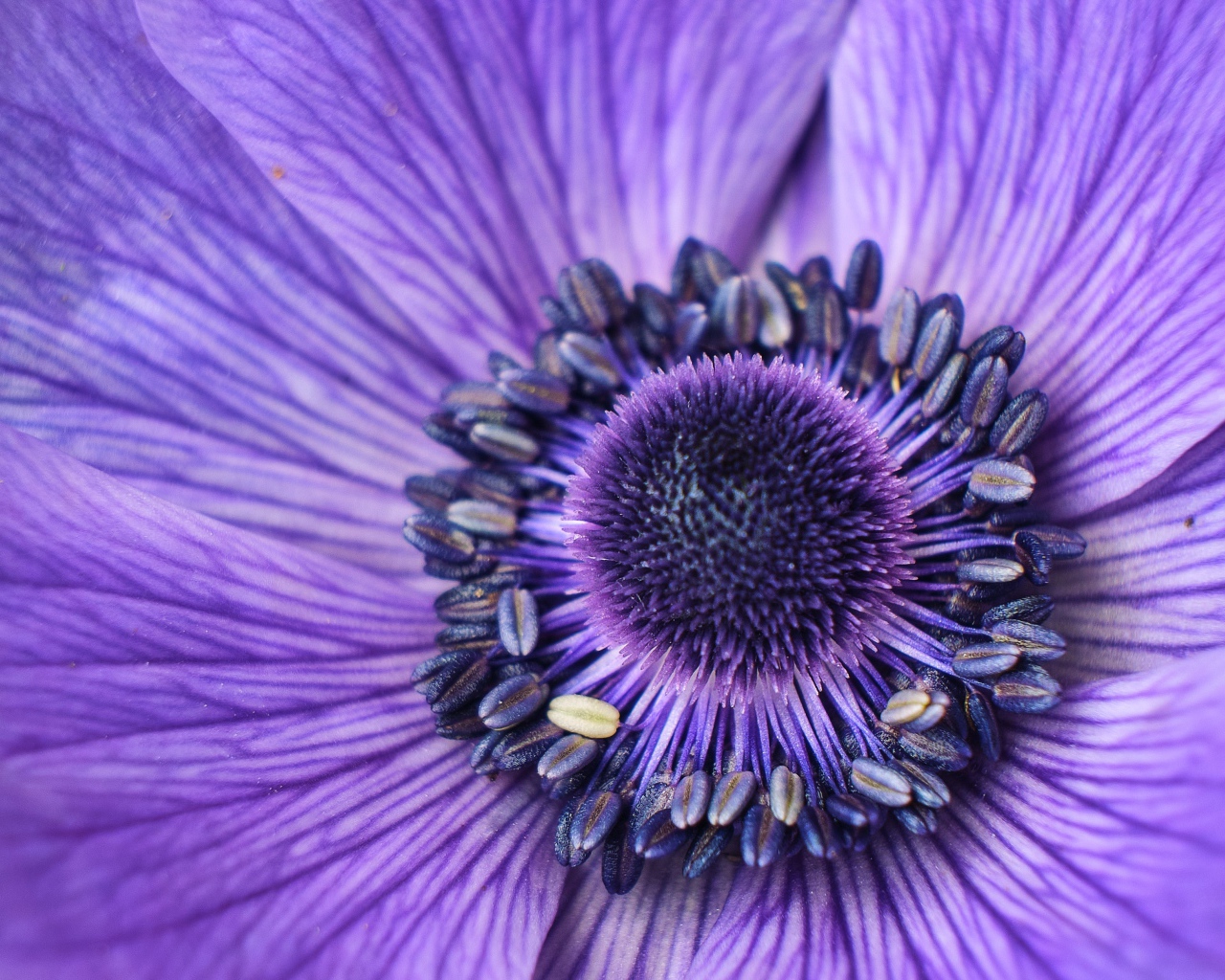 Серединка фиолетового цветка анемоны крупным планом