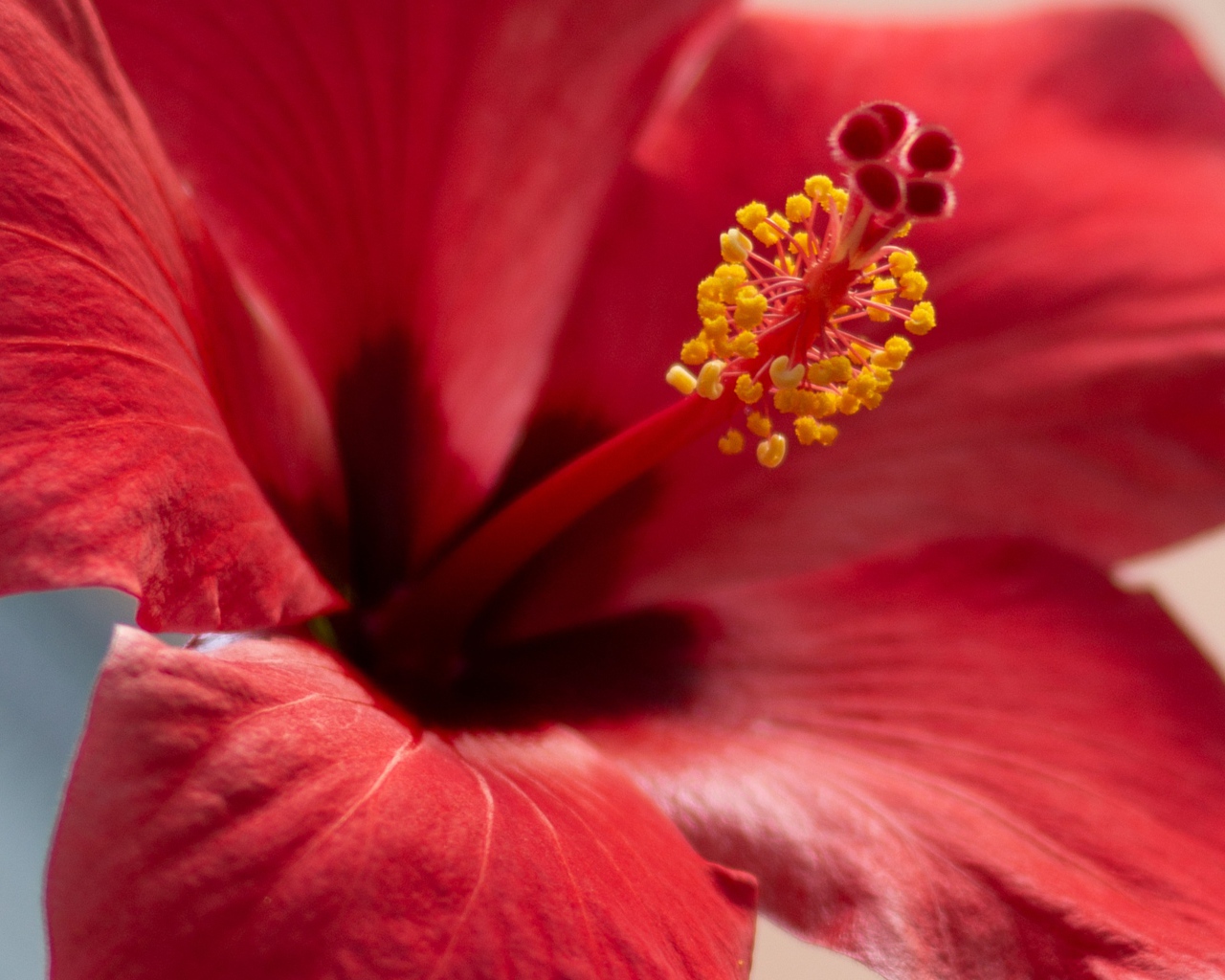Серединка красного цветка гибискуса крупным планом