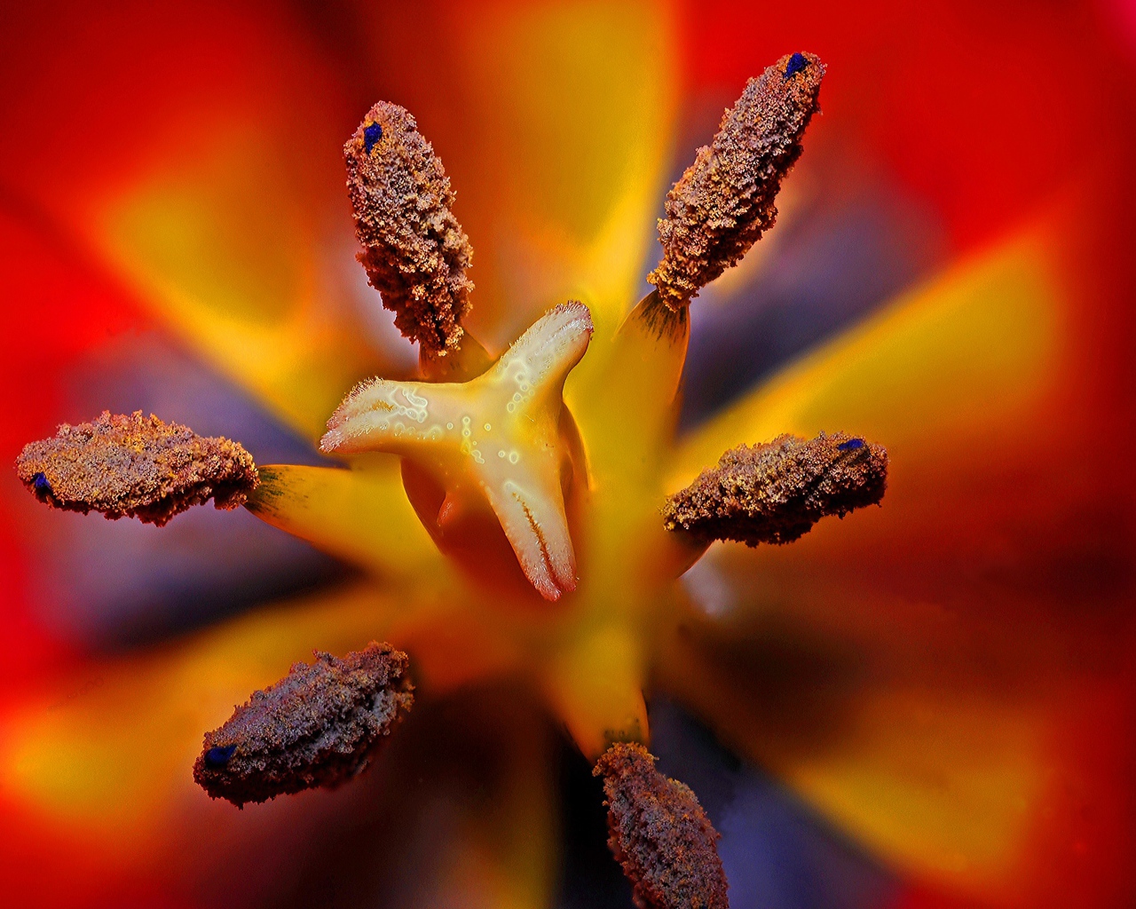 Серединка красного тюльпана 